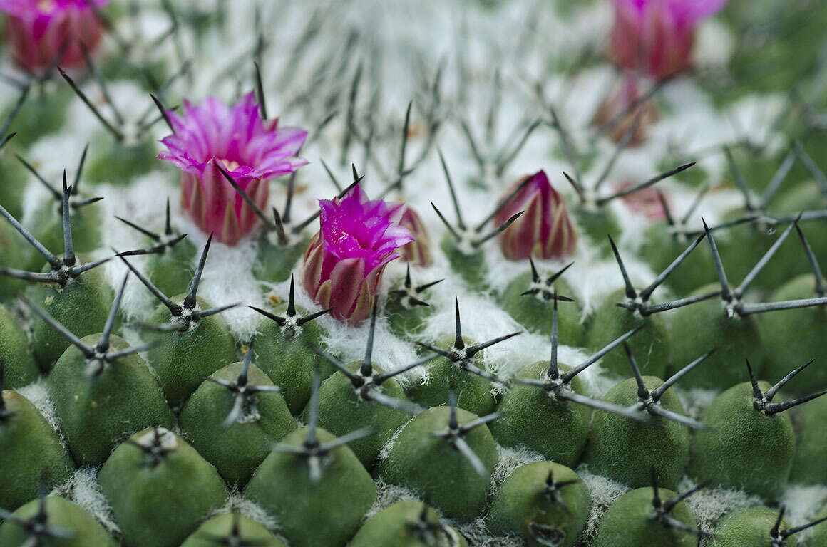 Mammillaria orcuttii Boed.的圖片