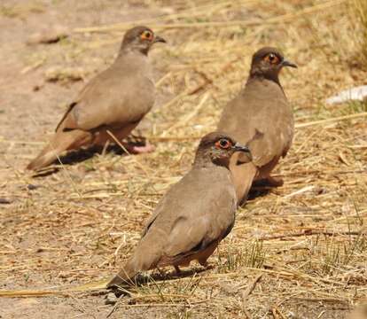 裸眶地鳩的圖片