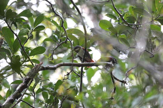 Image of Red-tailed Vangas