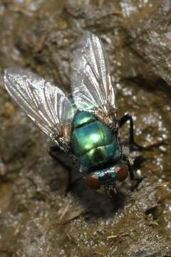 Image of Neomyia viridescens (Robineau-Desvoidy 1830)