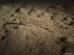 Image of Caramote prawn