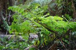 Sivun Pteris epaleata D. J. Ohlsen kuva