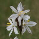 Plancia ëd Chlorophytum fasciculatum (Baker) Kativu