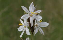 Plancia ëd Chlorophytum fasciculatum (Baker) Kativu