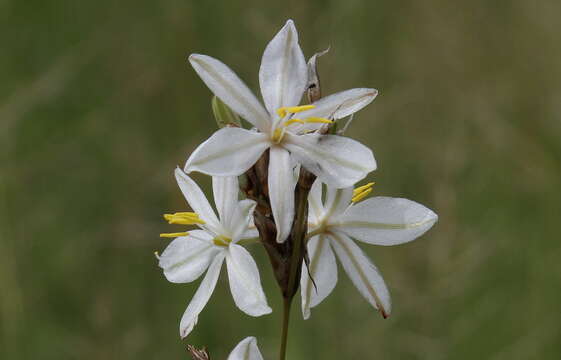 Image of Chlorophytum fasciculatum (Baker) Kativu