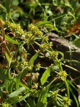 Sivun Rumex rossicus Murb. kuva