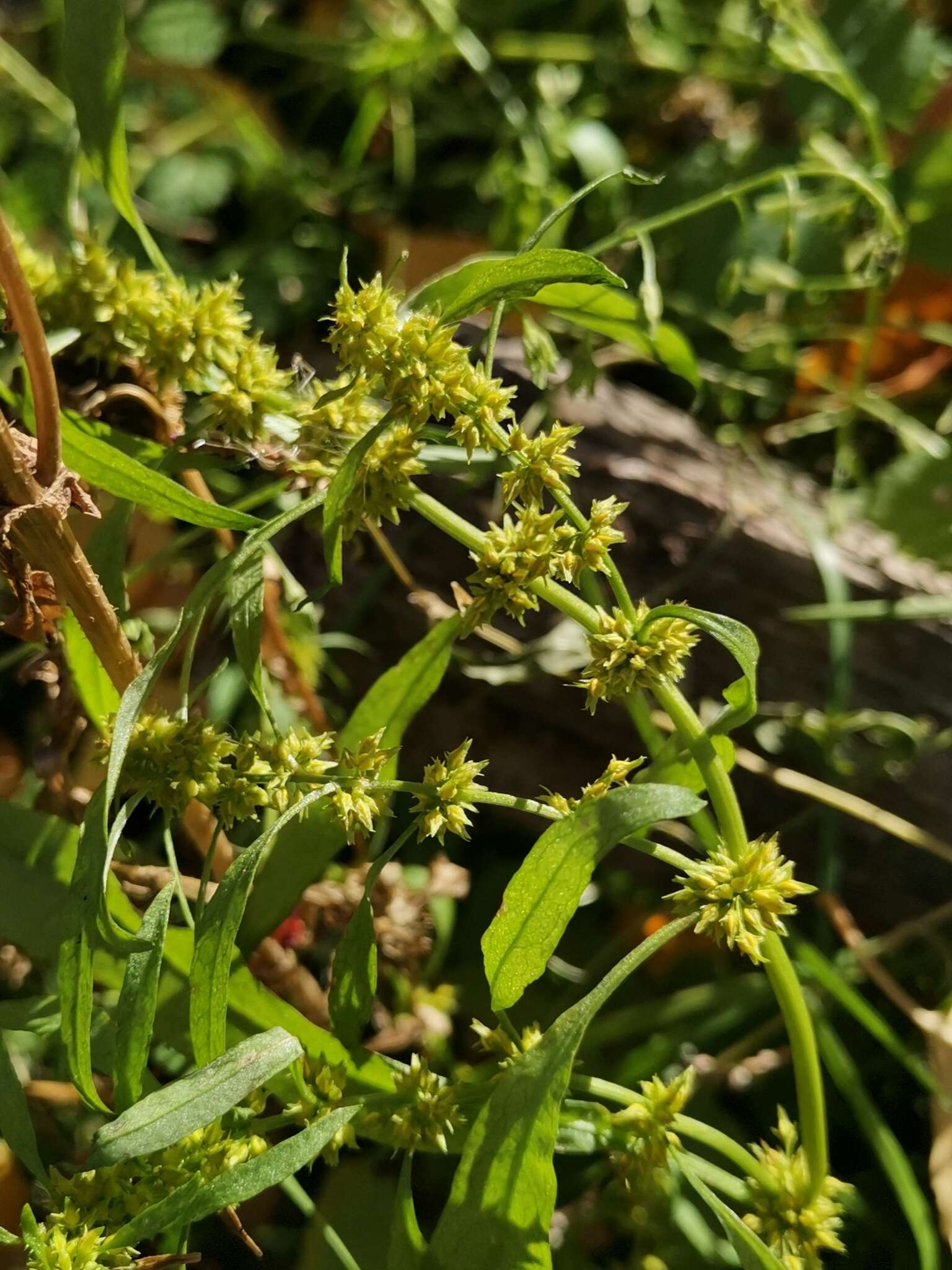 Image of Rumex rossicus Murb.