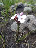 Image of Disa fasciata Lindl.