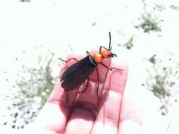 Image of Master Blister Beetle