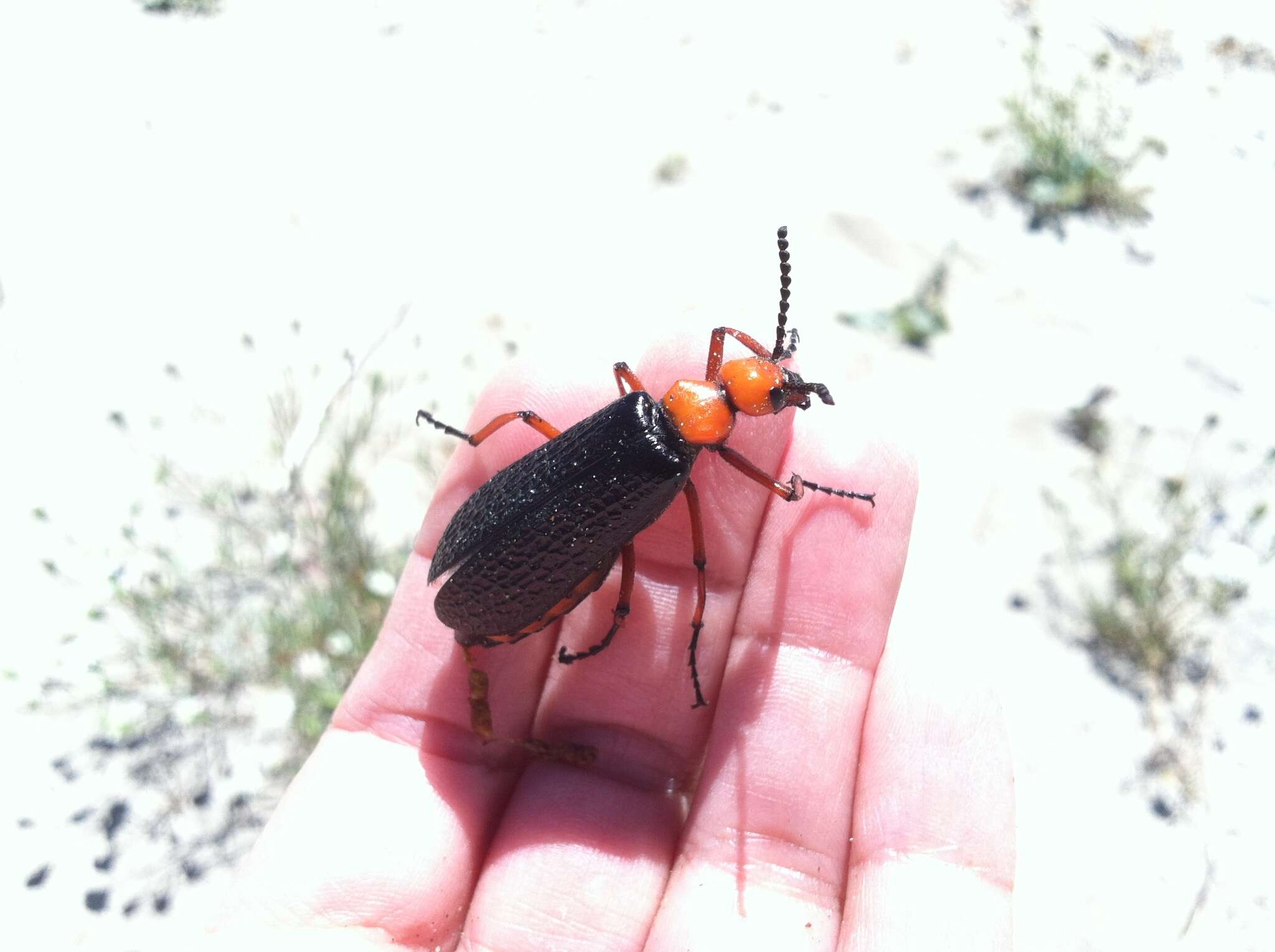 Image of Master Blister Beetle