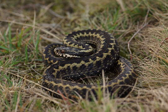 Image of Seoane's Viper