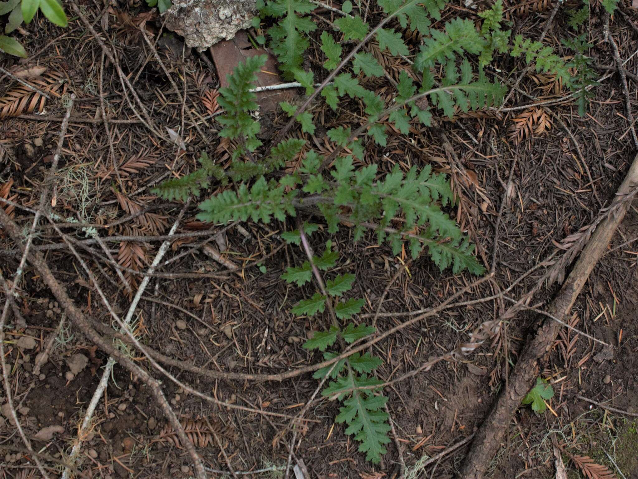 Image of Dudley's lousewort