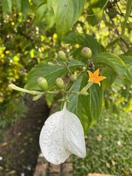 Image of Mussaenda pubescens Dryand.