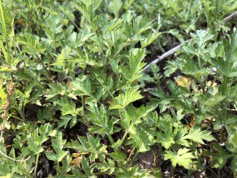 Image of Japanese mugwort