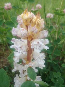 Image de Orobanche crenata Forsskál