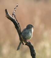 Image of Cassin's Sparrow