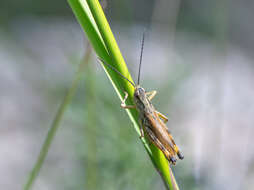 Image de Chorthippus (Altichorthippus) intermedius (Bey-Bienko 1926)