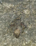 Pachylis laticornis (Fabricius 1798)的图像