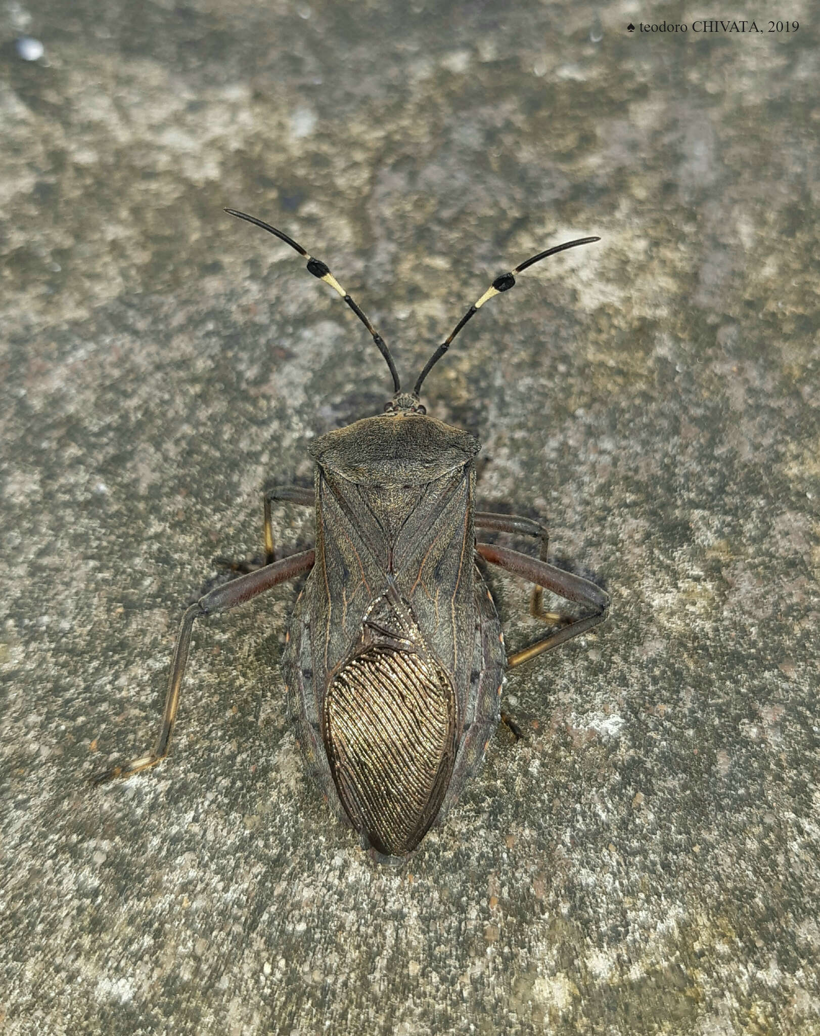 Pachylis laticornis (Fabricius 1798)的图像