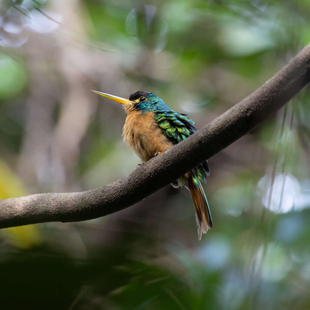 Image of Blue-cheeked Jacamar