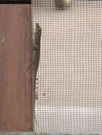 Image of Bark Gecko