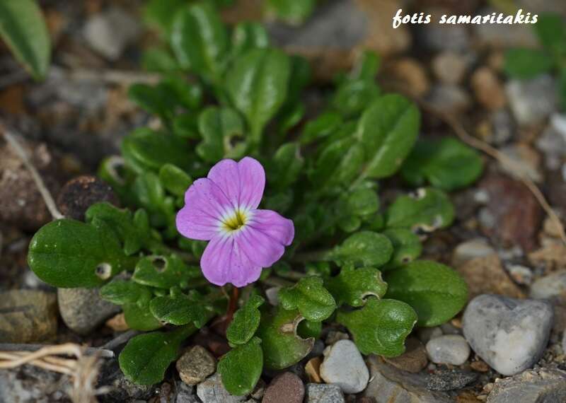 Image de Malcolmia flexuosa (Sm.) Sm.