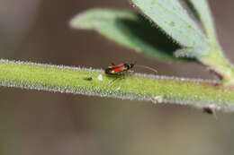 Слика од Tupiocoris californicus (Stal 1859)