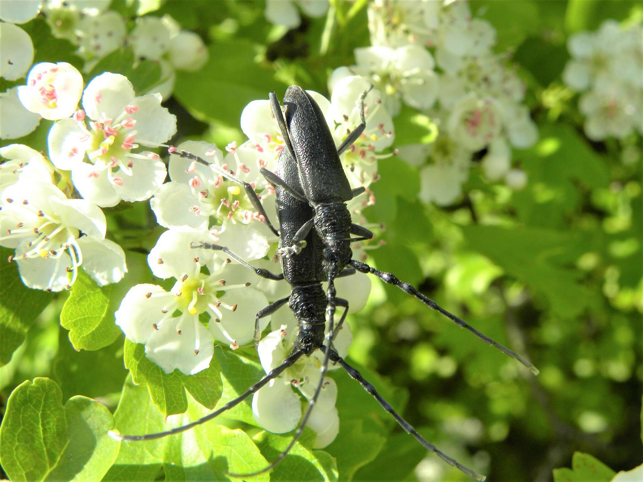 Image of capricorn beetle