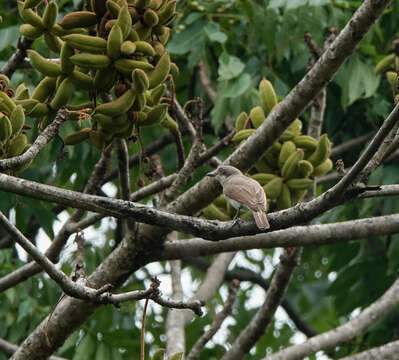 Image of Large Woodshrike