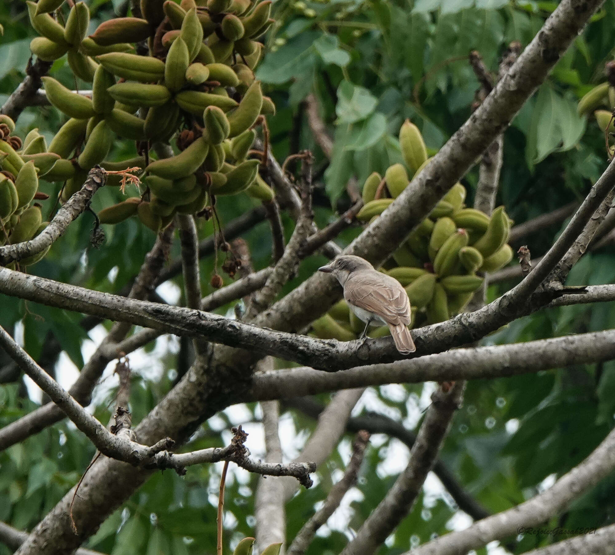 Tephrodornis virgatus (Temminck 1824)的圖片