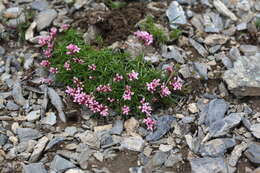 Image of Asperula cristata (Sommier & Levier) V. I. Krecz.