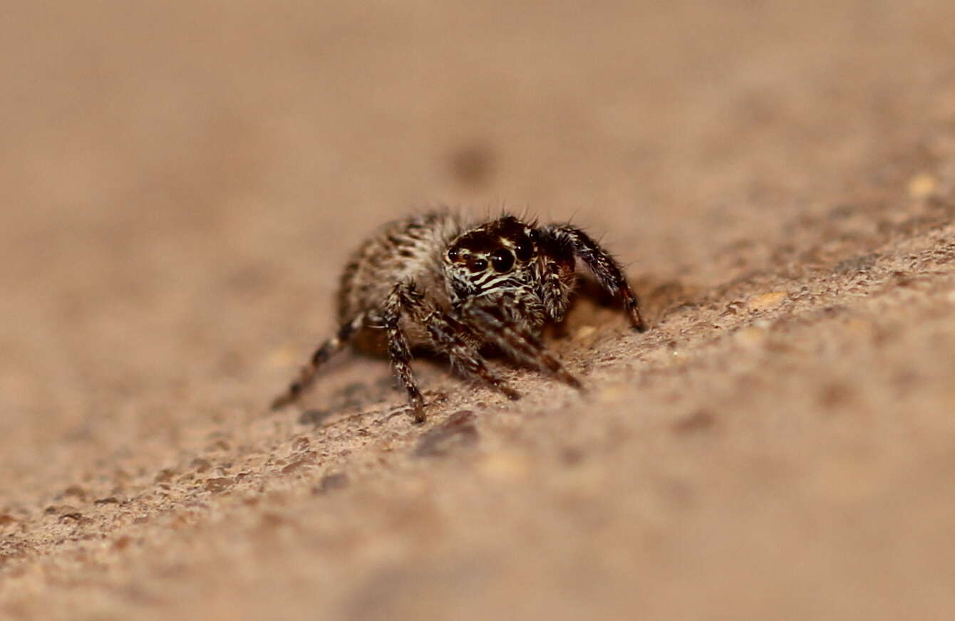 Image of Evarcha prosimilis Wesolowska & Cumming 2008