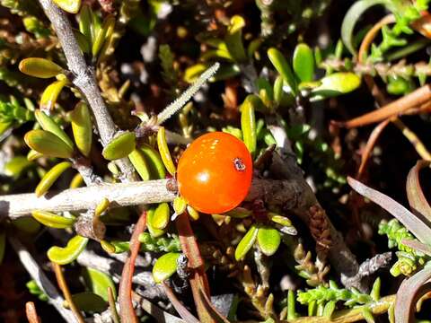 Image of Coprosma cheesemanii W. R. B. Oliv.