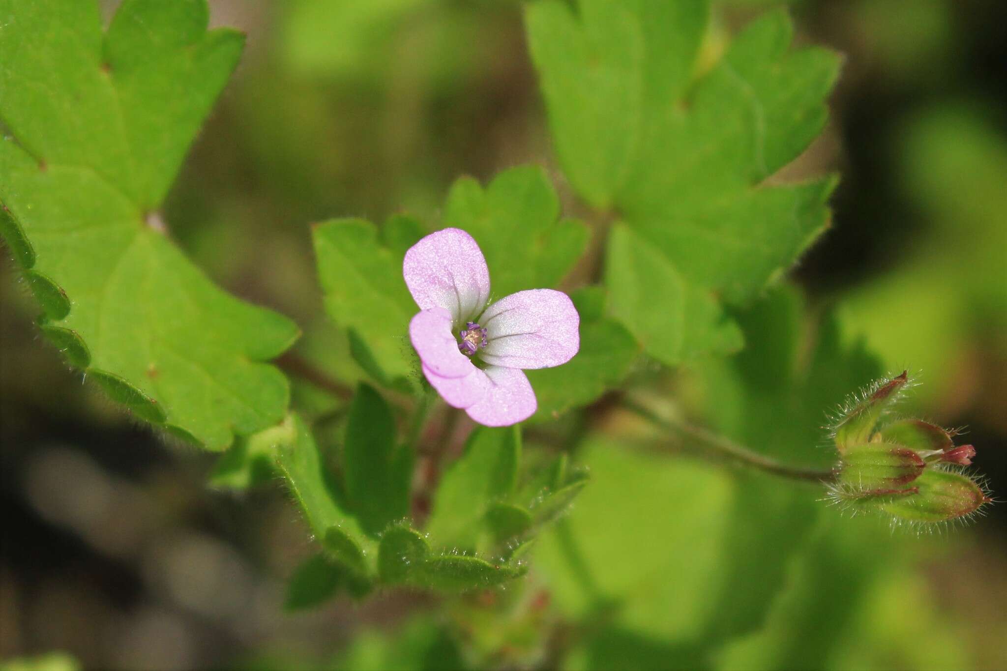 Image of Round-leaved Crane's-bill