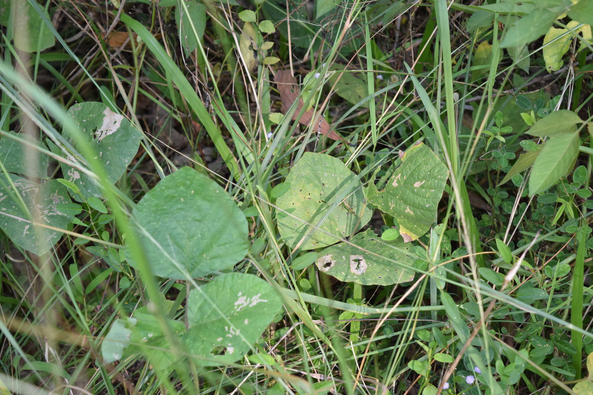 صورة Conocephalus (Anisoptera) maculatus (Le Guillou 1841)