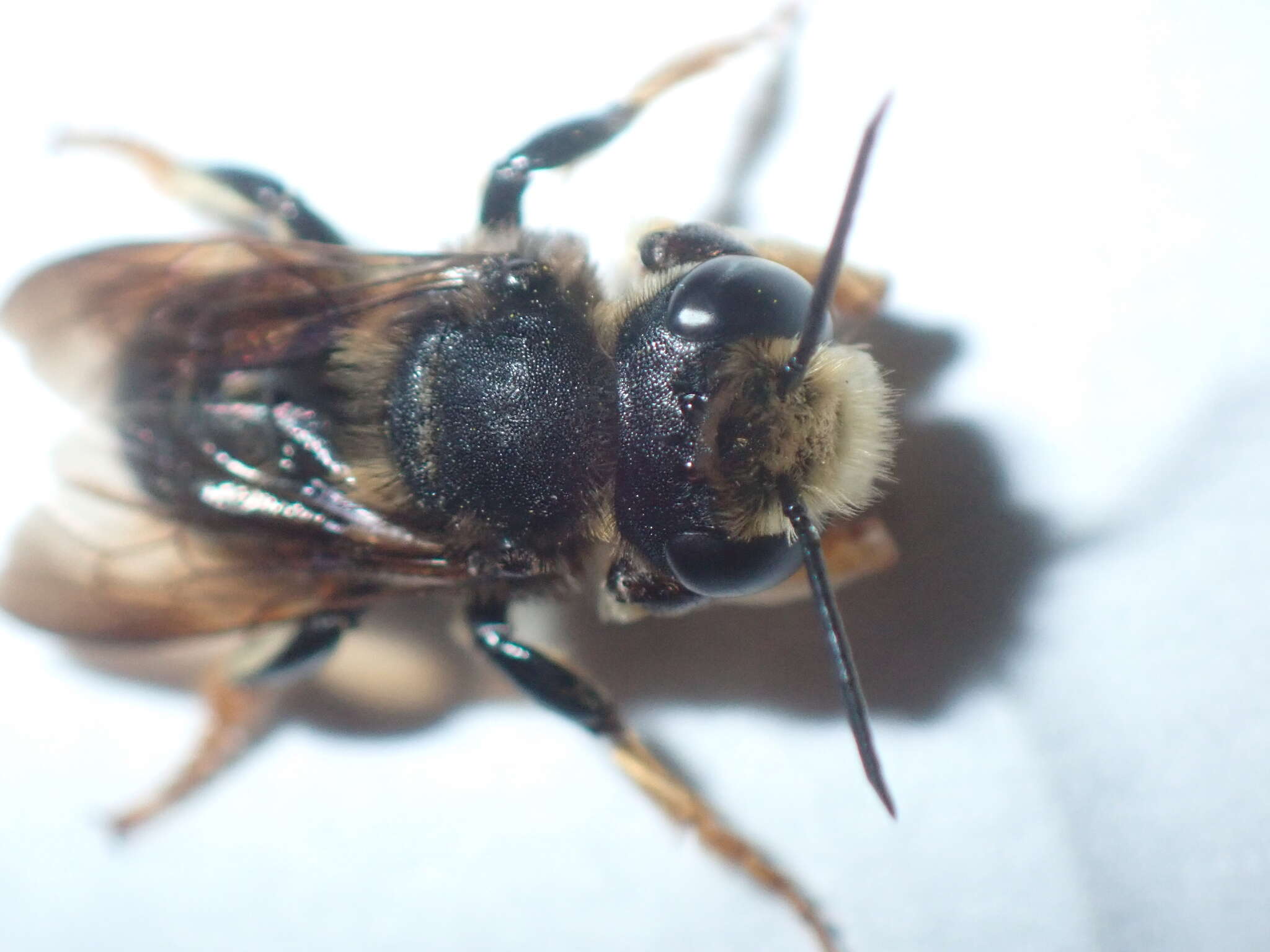 Image of Megachile bahamensis Mitchell 1927