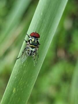 Imagem de Austalis muscoides (Walker 1858)