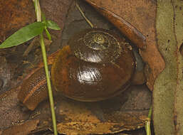 صورة Terrycarlessia turbinata Stanisic 2010