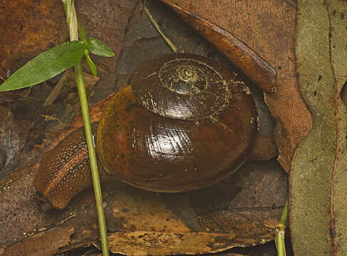 Image of Terrycarlessia turbinata Stanisic 2010