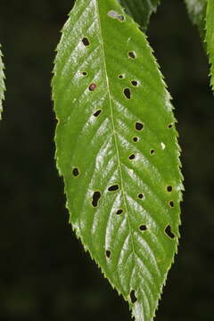 Image of Stigmina carpophila (Lév.) M. B. Ellis 1959