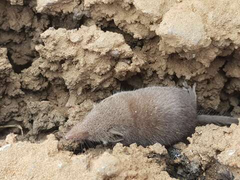 Image of Lesser Dwarf Shrew