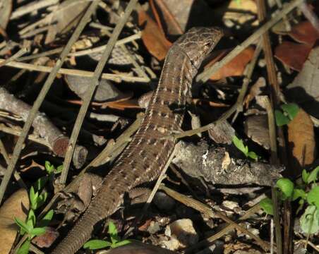 صورة Psammodromus occidentalis Fitze, Gonzalez-jimena, San-jose, San Mauro & Zardoya 2012