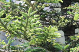 Image of Fraser Fir