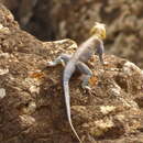 صورة Agama spinosa Gray 1831