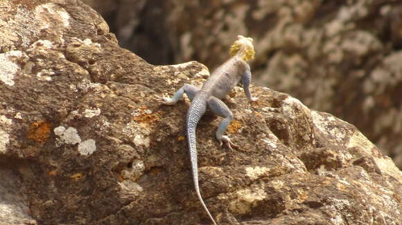 Image of Gray’s (Spiny) Agama