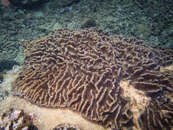 Image of Common lettuce coral