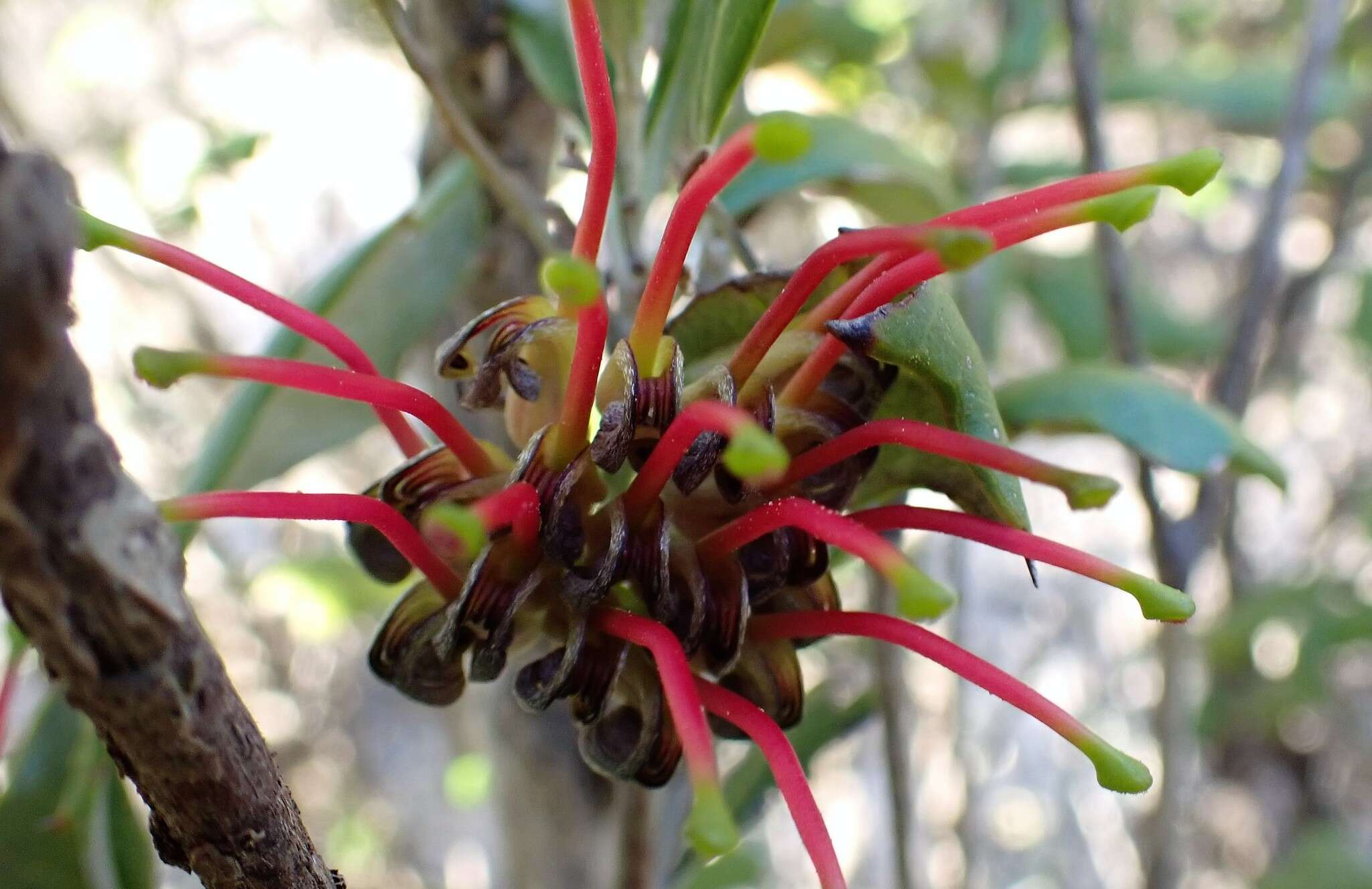 Image of Grevillea ilicifolia (R. Br.) R. Br.