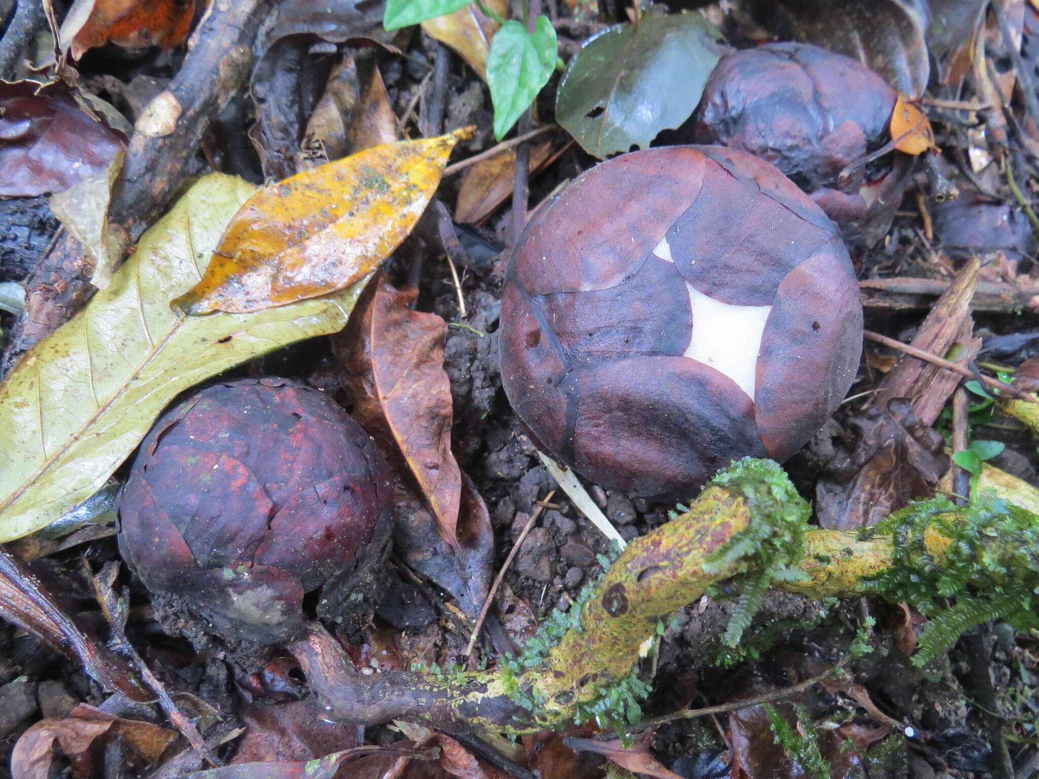 Image de Rafflesia lobata R. Galang & Madulid