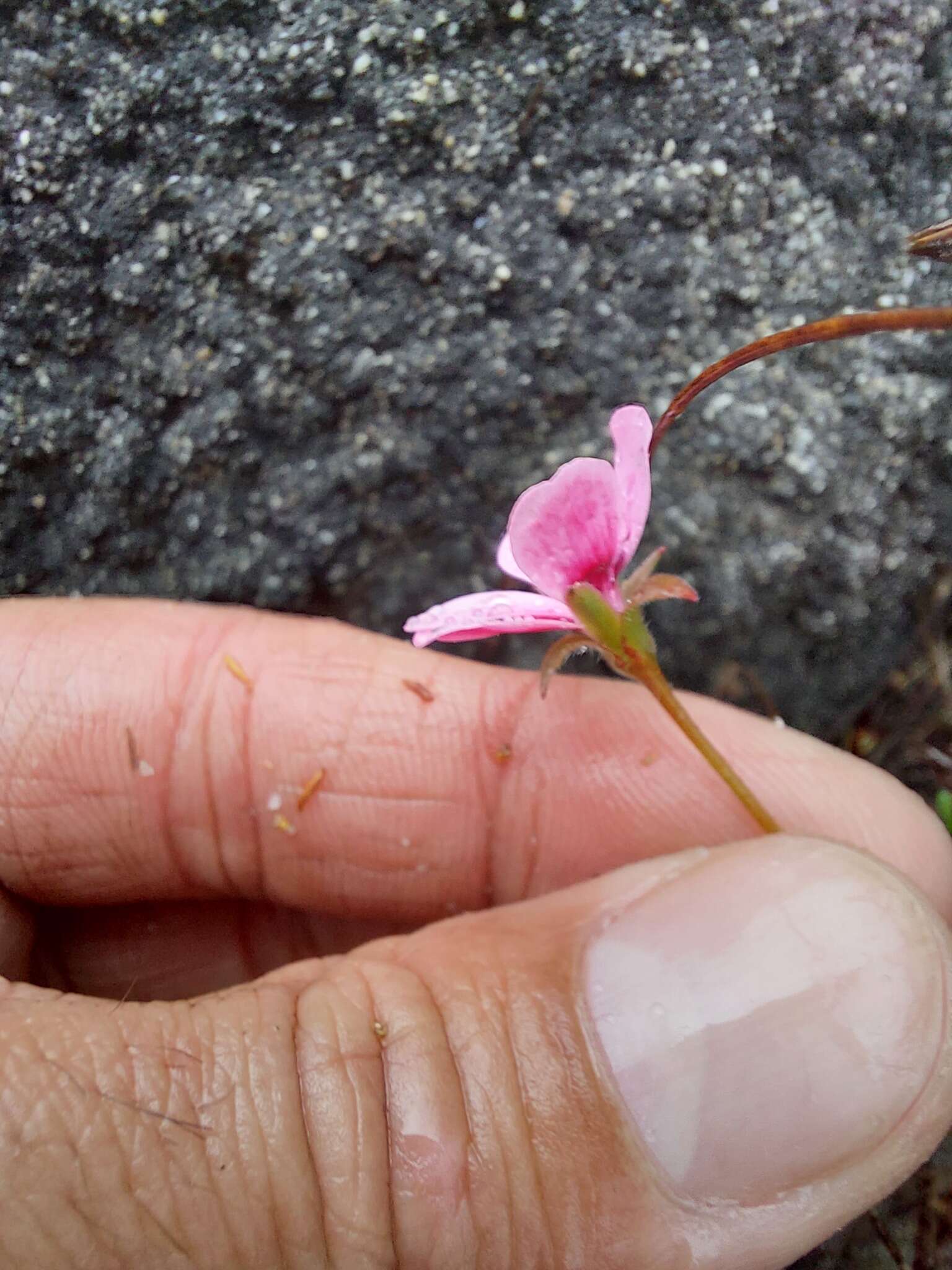 Image of Pelargonium capillare (Cav.) Willd.