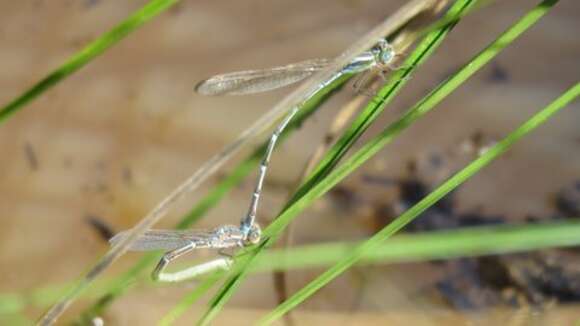 Image of Austrolestes aridus (Tillyard 1908)